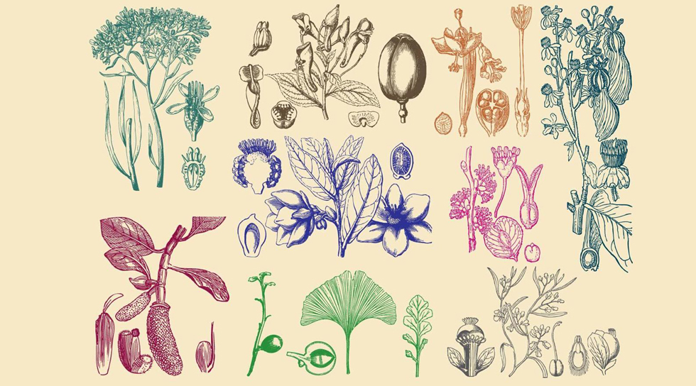 ilustración lineal de plantas con distintos colores