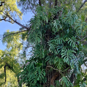 plantas