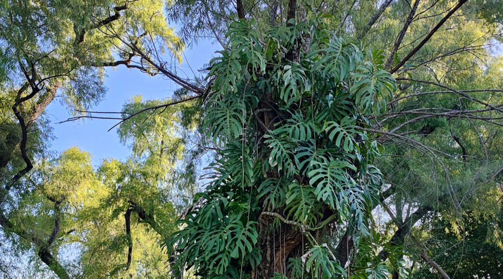 plantas